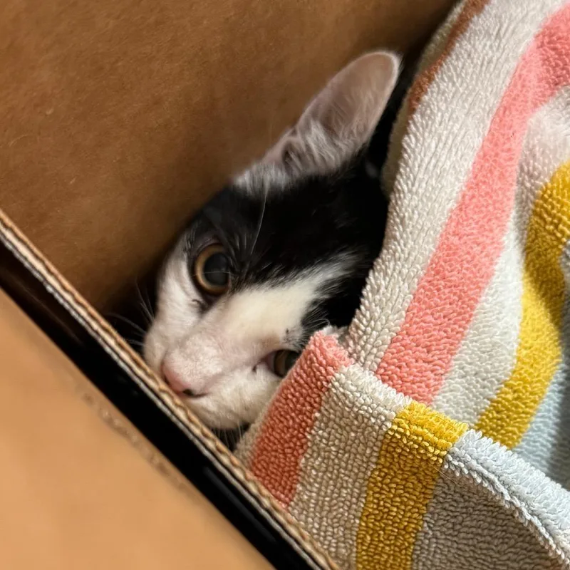 A baby small-sized female White Domestic Short Hair cat named Schmoochie for adoption in Jacksonville, FL