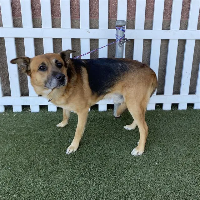 Bruiser