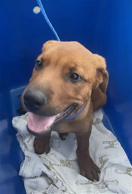 A baby large-sized male Mixed Breed dog named Romeo for adoption in Dallas, TX