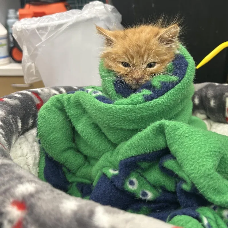 A baby small-sized male Orange / Red Domestic Short Hair cat named Deux for adoption in Yucaipa, CA
