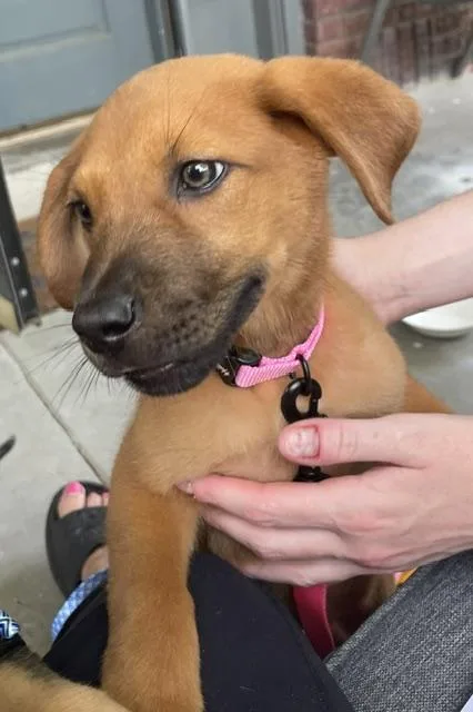 A baby medium-sized female Red / Chestnut / Orange Shepherd dog named Ren for adoption in Memphis, TN