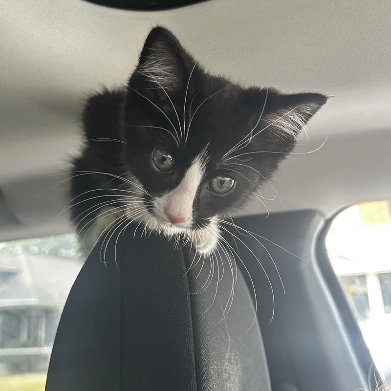 A baby small-sized male Black Domestic Short Hair cat named Lil Tux for adoption in Spokane, WA