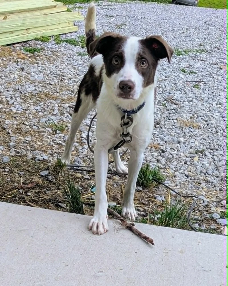 A young medium-sized male Border Collie dog named Oliver for adoption in Hilham, TN