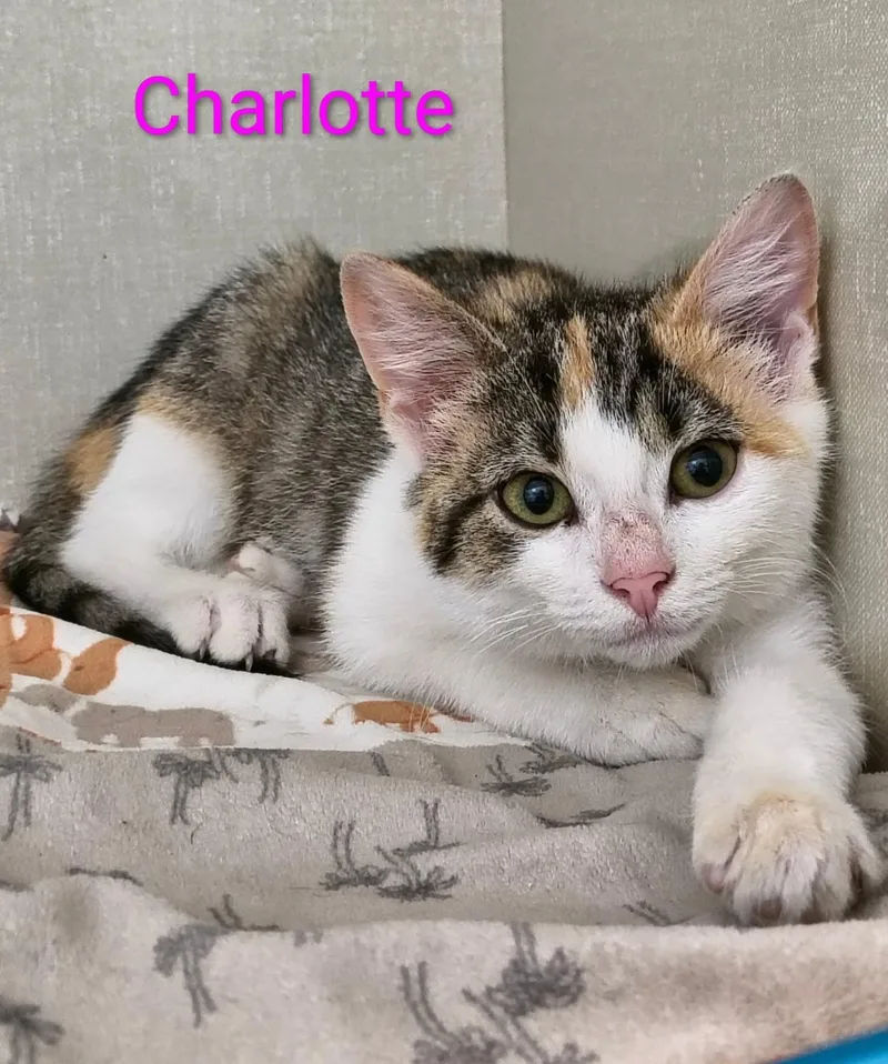 Charlotte