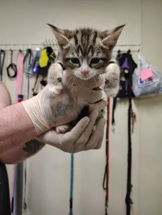 A baby small-sized female Domestic Short Hair cat named Berry Spears for adoption in Clarks Summit, PA