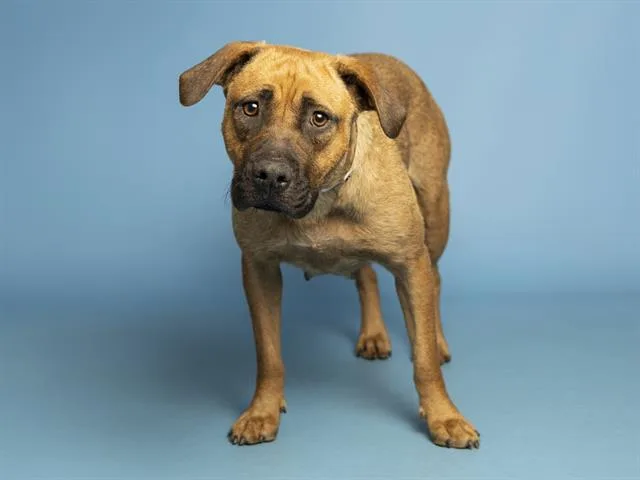A young medium-sized female German Shepherd Dog dog named Sissy for adoption in Phoenix, AZ