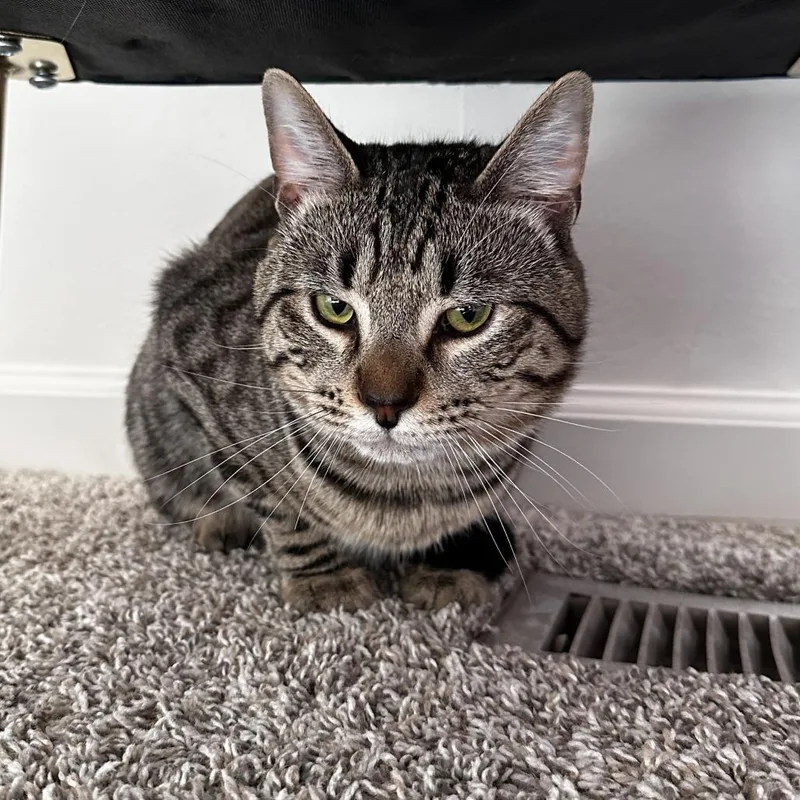 An adult medium-sized male Brown / Chocolate Domestic Short Hair cat named Casual Concrete for adoption in Washington Township, OH