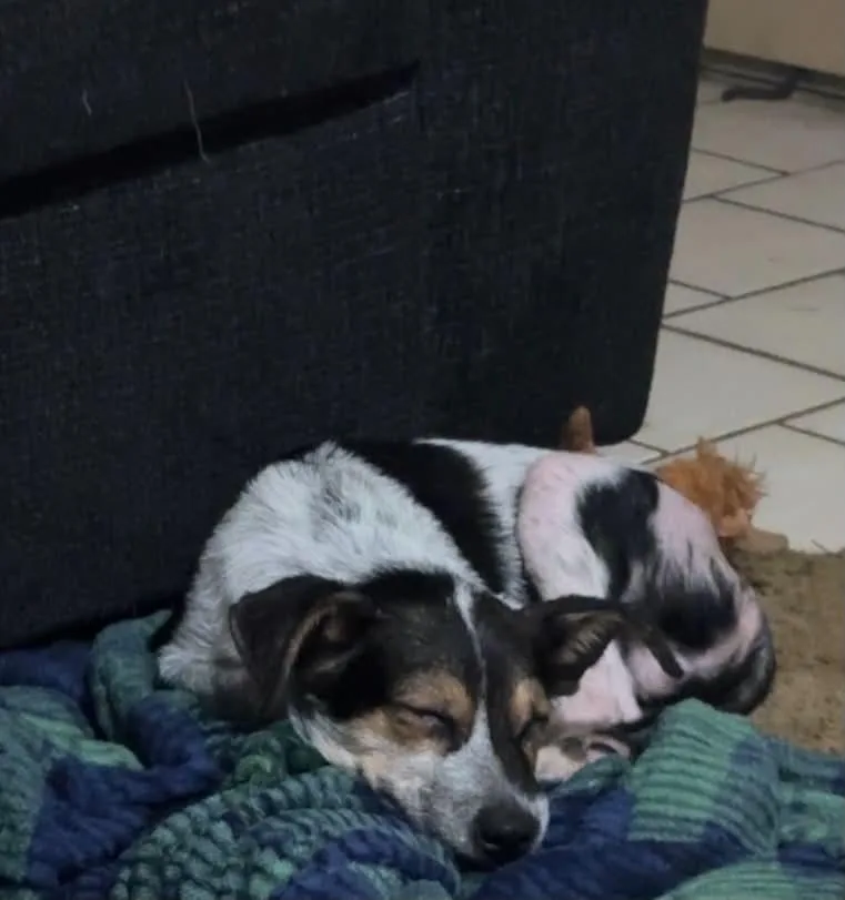 A baby small-sized male Lancashire Heeler dog named Piglet for adoption in Panama City, FL