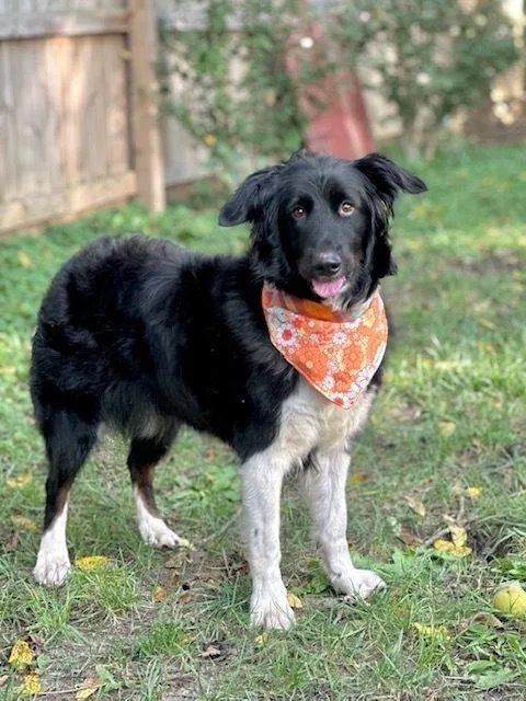 An adult medium-sized female Australian Shepherd dog named Dakota for adoption in Columbus, OH