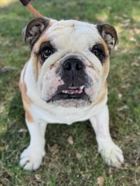 An adult medium-sized male English Bulldog dog named Jigglypuff for adoption in Woodland, CA