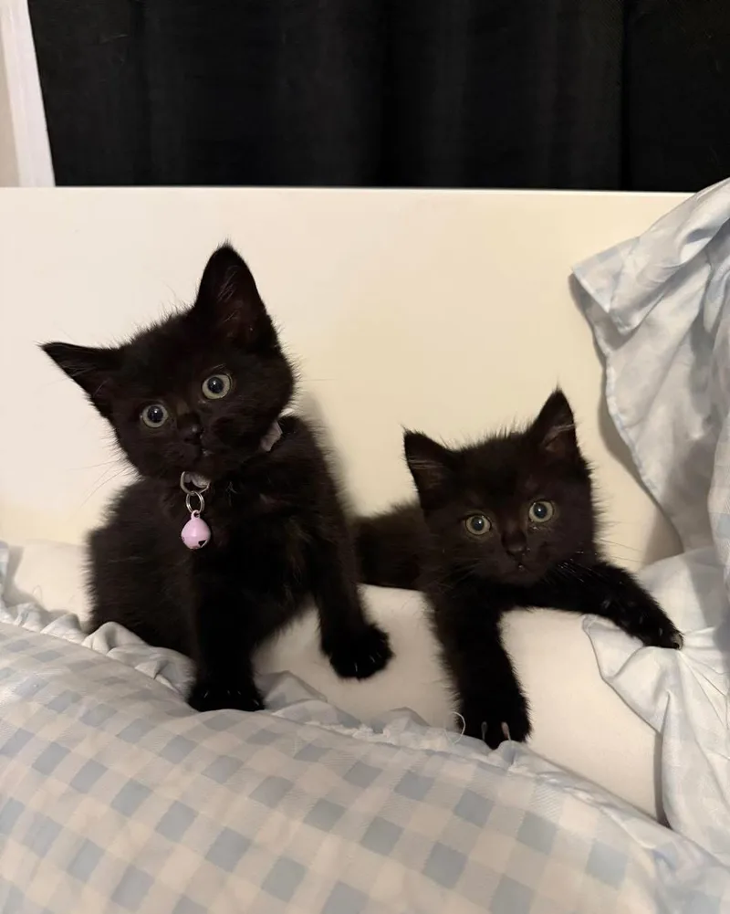A young small-sized female Black Domestic Short Hair cat named Winnie And Rosie for adoption in Freeport, NY