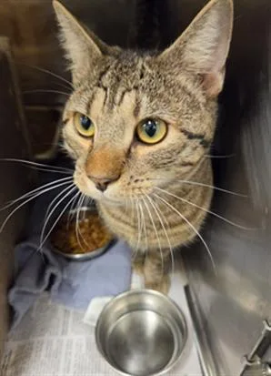 A young medium-sized male Domestic Short Hair cat named Bobby Wasabi for adoption in Hagerstown, MD