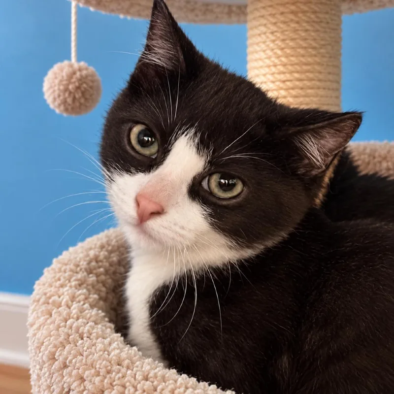 A baby small-sized male Black Domestic Short Hair cat named Ramen for adoption in Hemet, CA
