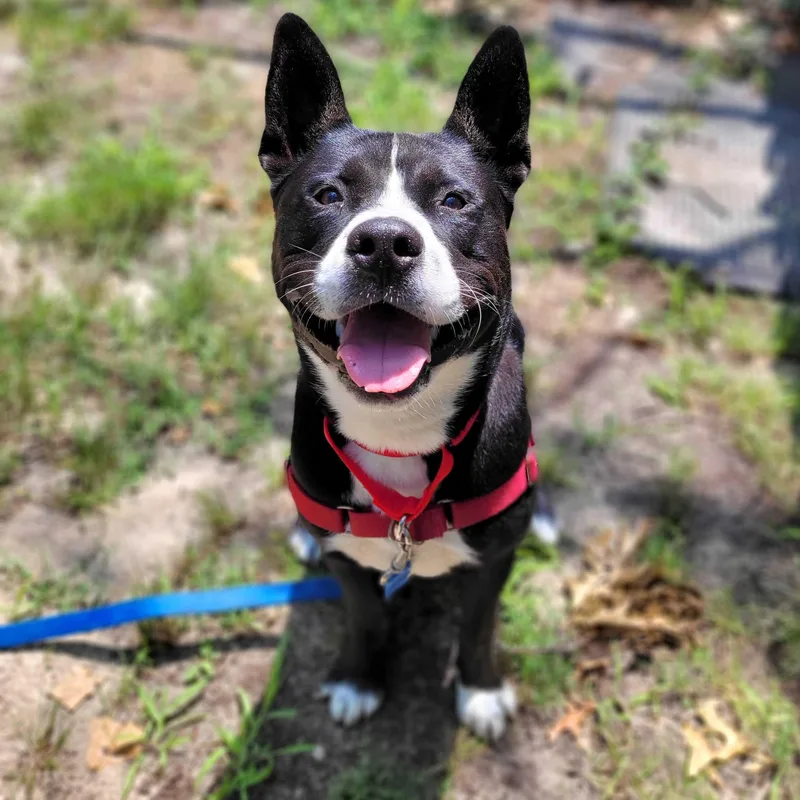 A young large-sized male Black Mixed Breed dog named Rocco for adoption in Nantucket, MA