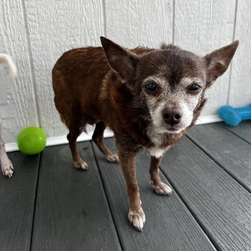 Coco Chanel thumbnail 2