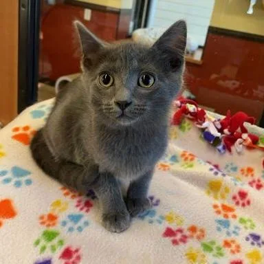 A baby small-sized male Gray / Blue / Silver Domestic Short Hair cat named Gnat for adoption in Rochester, MN