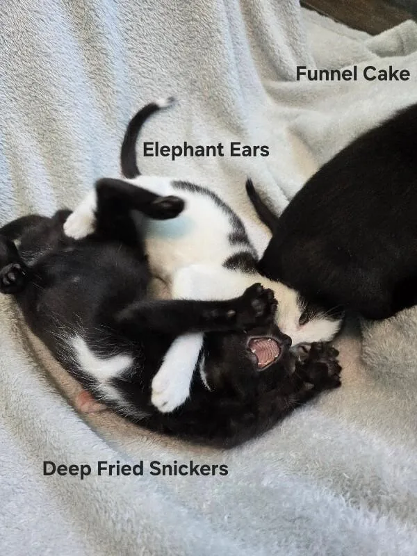 Deep Fried Snickers thumbnail 2
