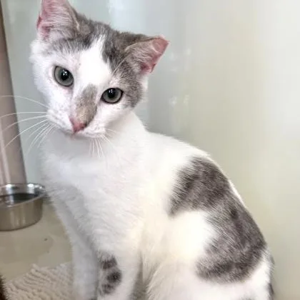A baby medium-sized male White Domestic Short Hair cat named Frosting for adoption in Fernandina Beach, FL