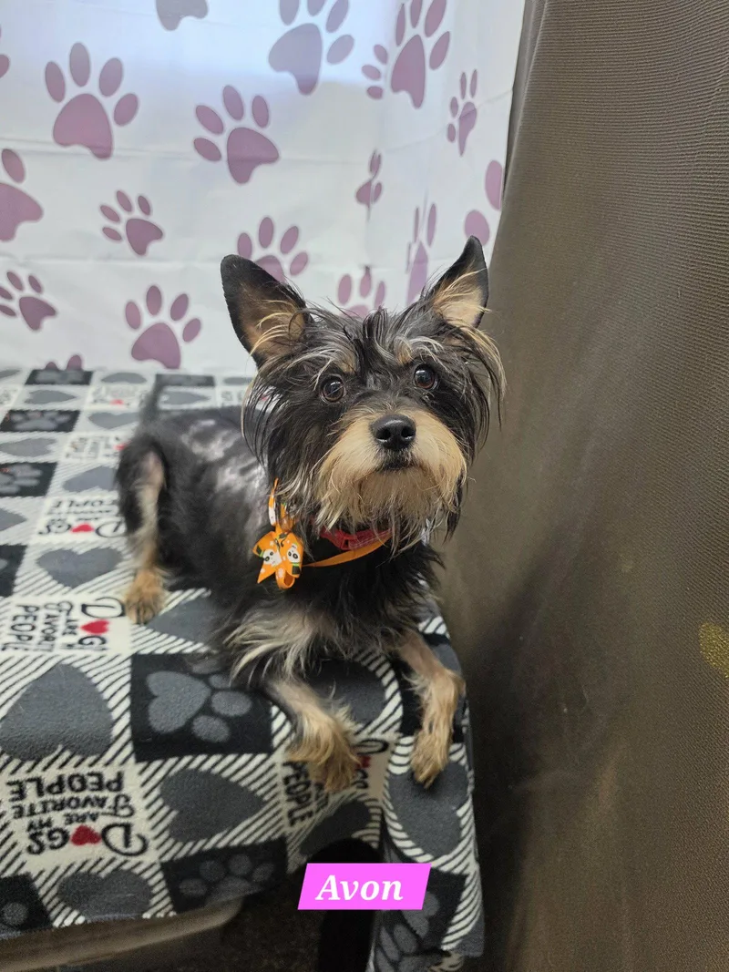 An adult medium-sized female Yorkshire Terrier dog named Avon for adoption in Metairie, LA
