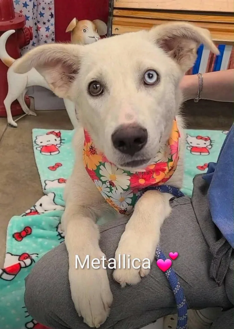 A young large-sized female Mixed Breed dog named Metallica for adoption in Greenwich, NY
