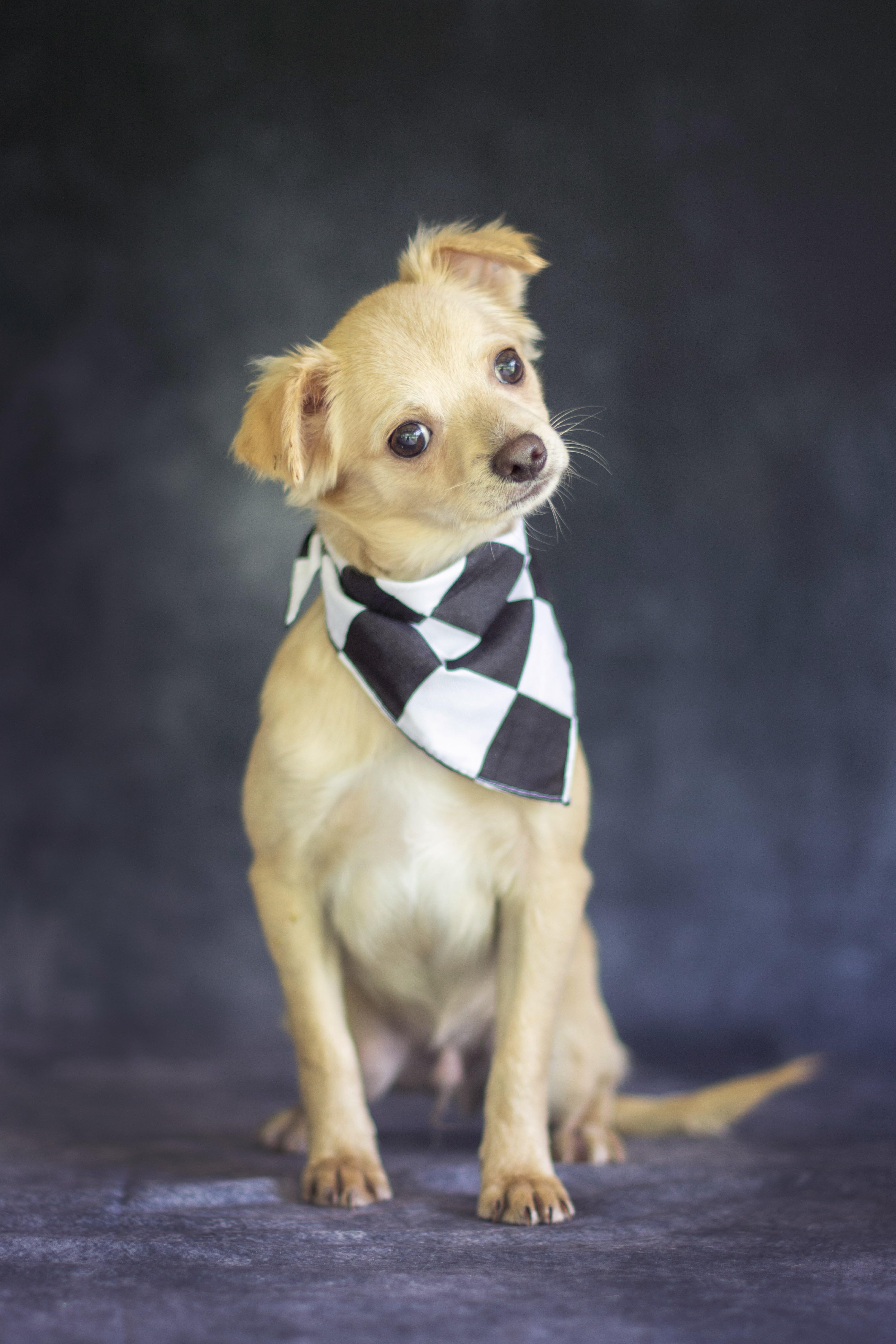 A young small-sized male Apricot / Beige Chihuahua dog named Fabio for adoption in Indianapolis, IN
