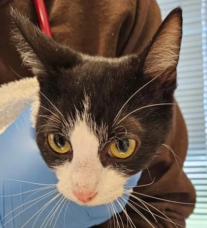 An adult medium-sized female Domestic Short Hair cat named Little Debbie for adoption in Lafayette, IN