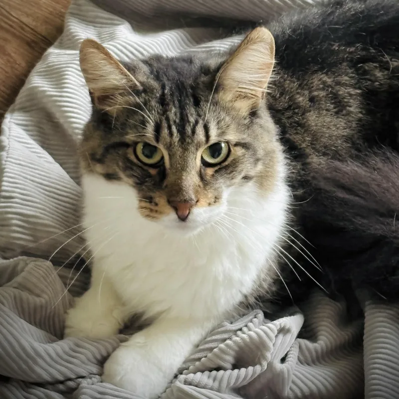 A young medium-sized male Tabby (Brown / Chocolate) Domestic Long Hair cat named Smokey for adoption in Buffalo, NY