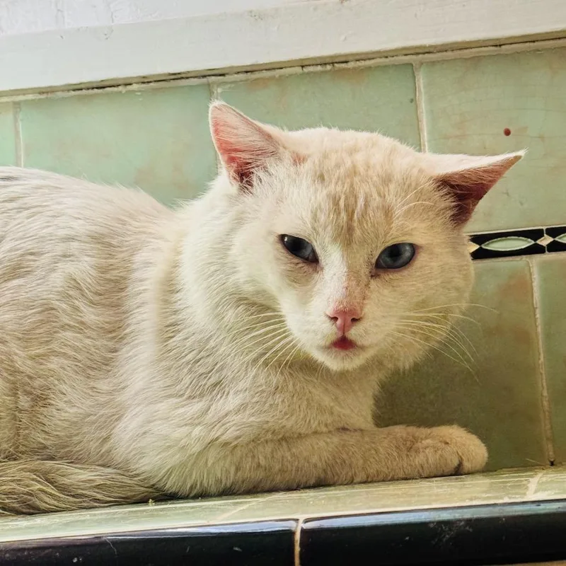 Snowball thumbnail 2