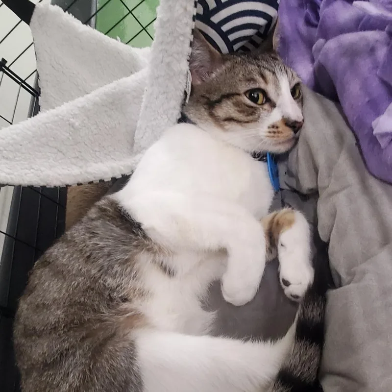 An adult medium-sized male Brown / Chocolate Domestic Short Hair cat named Runner for adoption in Los Angeles, CA