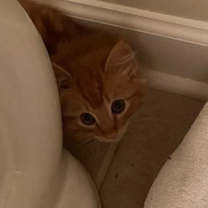 A baby small-sized male Orange / Red Domestic Long Hair cat named Rando for adoption in Winston Salem, NC