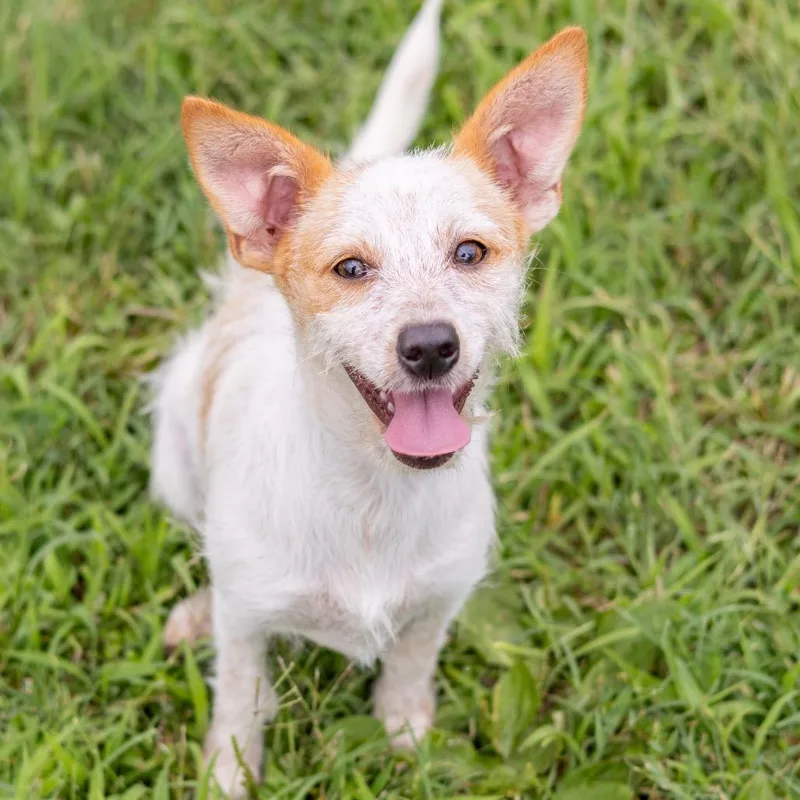 A baby small-sized female White / Cream Terrier dog named Mary for adoption in Wilmington, DE