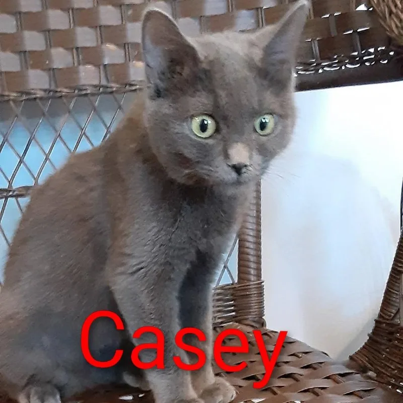 A young small-sized female Gray / Blue / Silver Domestic Short Hair cat named Casey for adoption in Elwood, IN