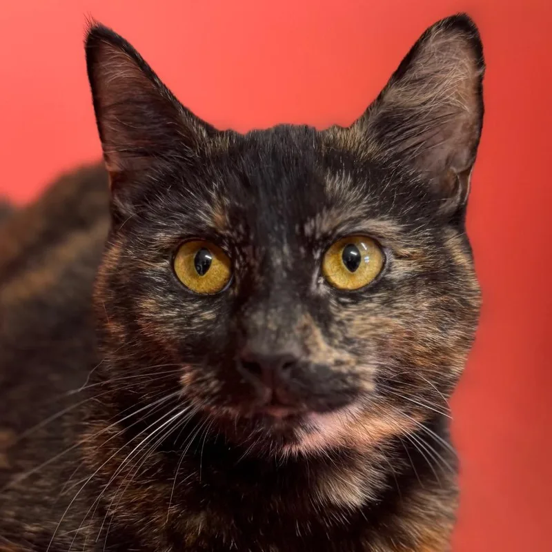 A young medium-sized female Black Domestic Short Hair cat named Stella Artois for adoption in Decatur, GA