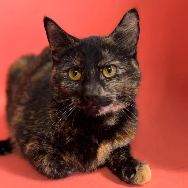 Stella Artois thumbnail 2