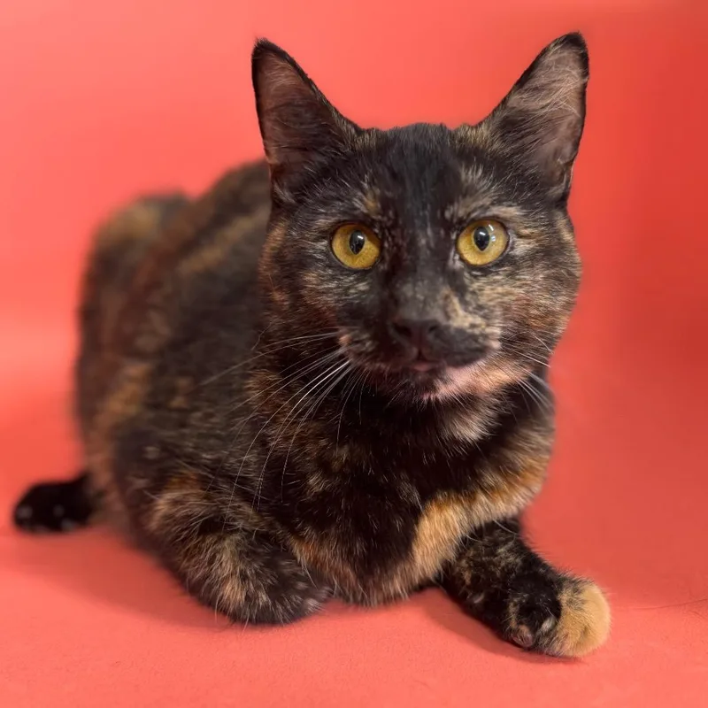 Stella Artois thumbnail 3