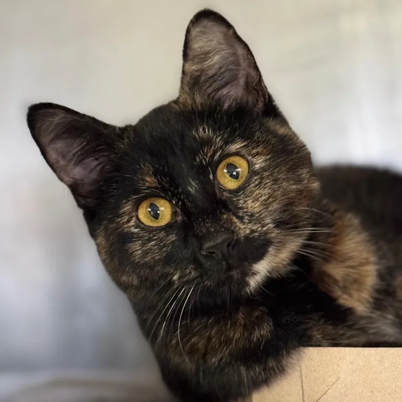 Stella Artois thumbnail 4