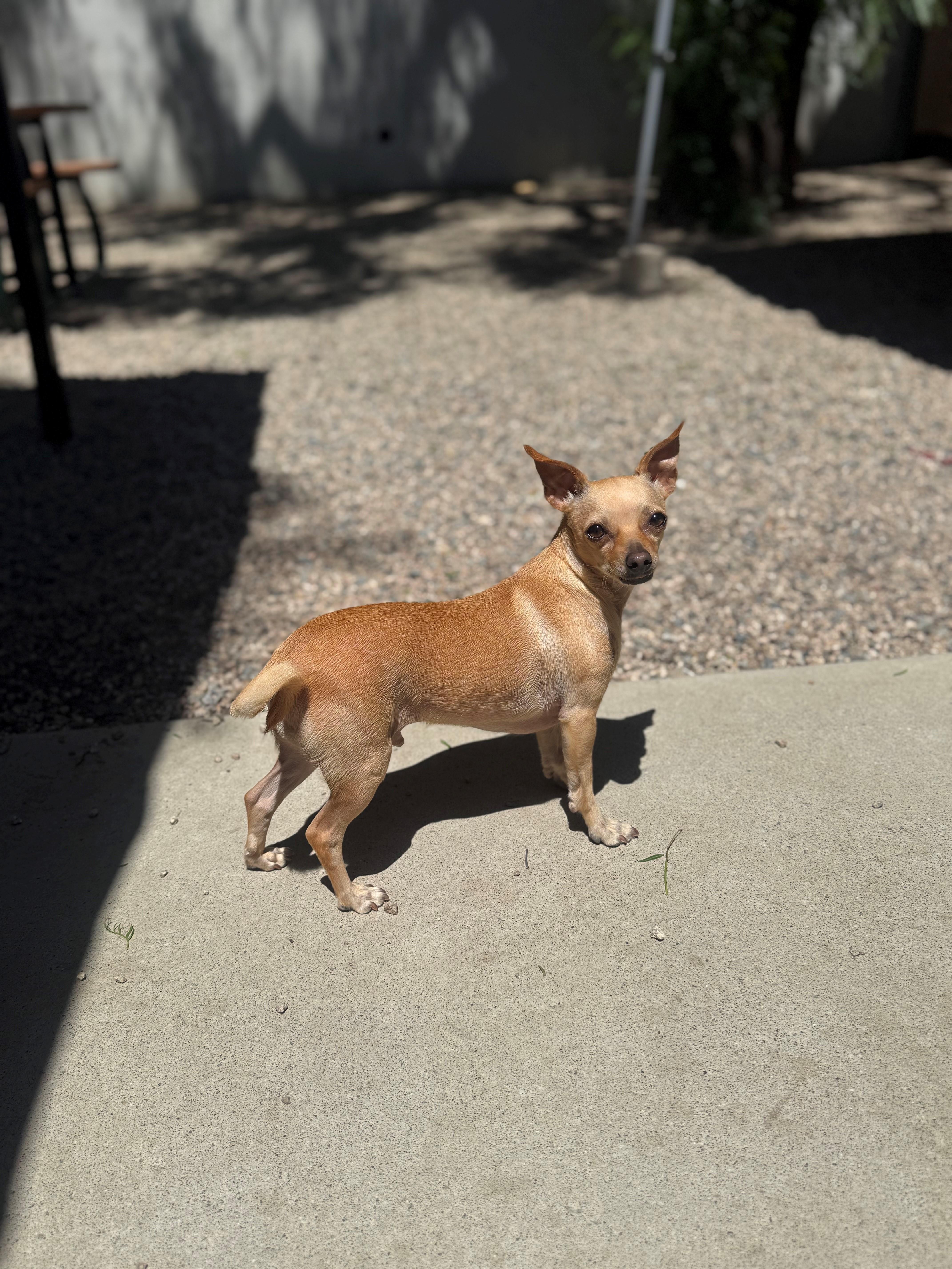 An adult small-sized male Golden Chihuahua dog named Tater for adoption in Laguna Beach, CA