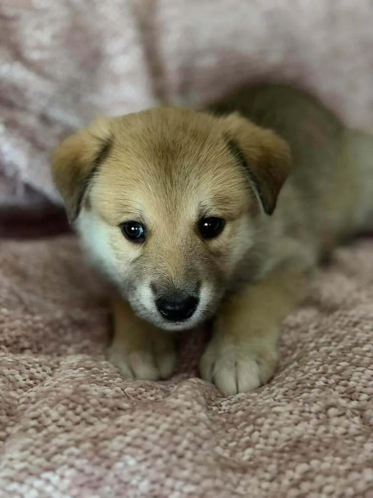 A baby large-sized male Siberian Husky dog named Grumpy "Coming Soon" for adoption in Richardson, TX
