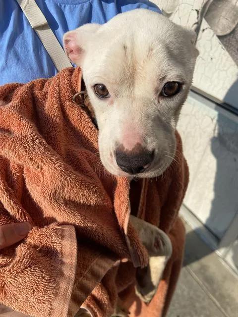 A young medium-sized female Mixed Breed dog named Marshy for adoption in Dallas, TX