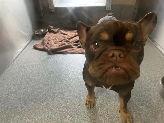 A young small-sized female French Bulldog dog named Gracie for adoption in Tustin, CA
