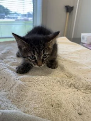 A young small-sized male Domestic Short Hair cat named McCoy for adoption in Lafayette, IN