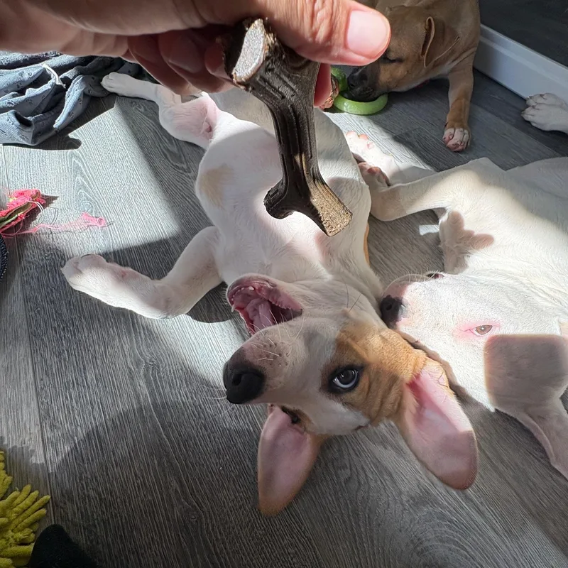 A baby medium-sized male Pit Bull Terrier dog named Jason for adoption in Charlotte, NC