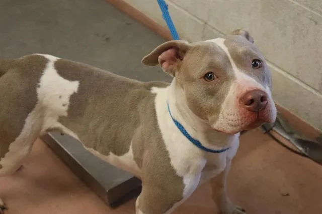 A young medium-sized female Mixed Breed dog named Isabella for adoption in Columbia, SC