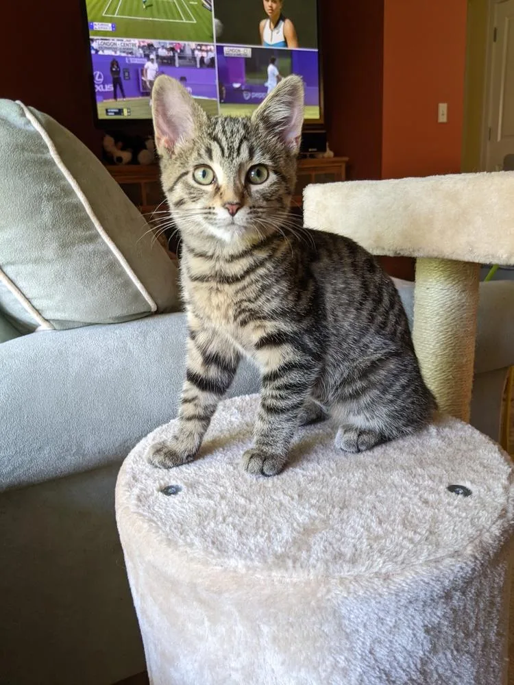 An adult large-sized female Gray / Blue / Silver Domestic Short Hair cat named "margo"  Nova@ The for adoption in Muskegon, MI