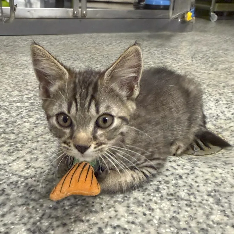 A baby small-sized male Brown / Chocolate Domestic Short Hair cat named S&S: Stuart for adoption in Falls Church, VA