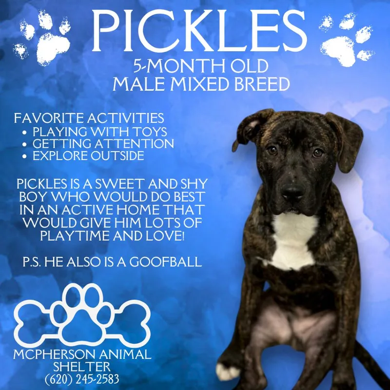 Prince Pickles