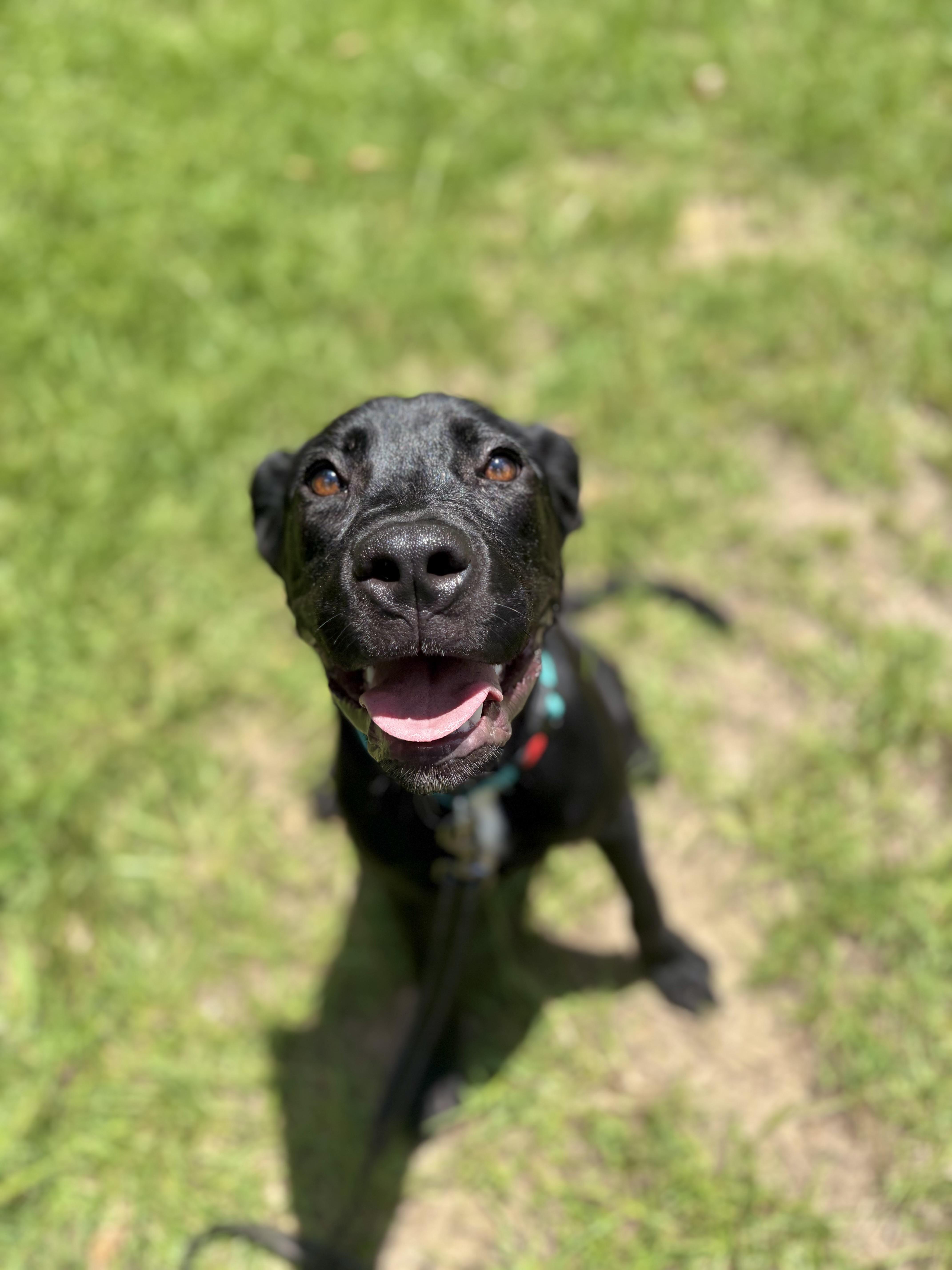 A young medium-sized male Black Labrador Retriever dog named Winslow for adoption in Winnsboro, SC
