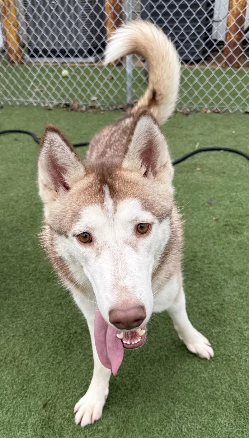 An adult medium-sized female Husky dog named Akela for adoption in Jefferson City, MO