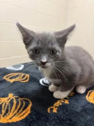 A baby small-sized male Domestic Short Hair cat named Earl for adoption in Westland, MI