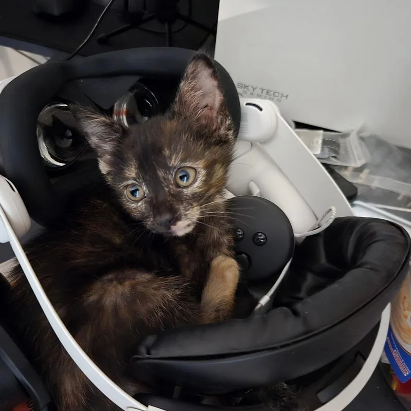 A baby small-sized female Tortoiseshell Domestic Short Hair cat named Katherine for adoption in Houston, TX